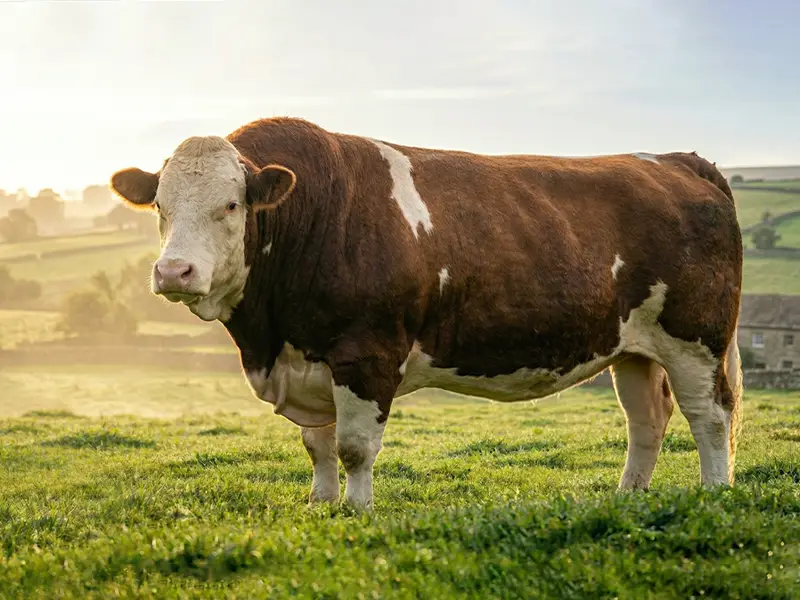 Trabzon Kurban Fiyatları 2026: Hisar Adak ile Güvenilir Kesim